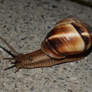 ����: �������� ��������