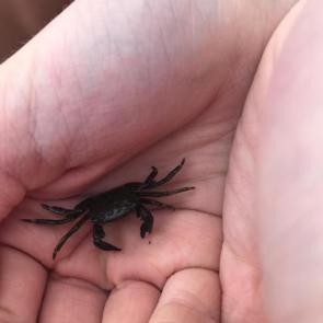 ����: �������� 