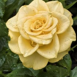 ���� ��������: ��������