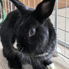 ���� ��������: �����