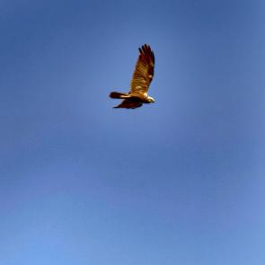 ����: � �����