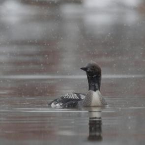 ����: ������ ����