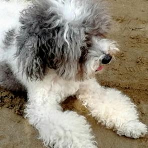 ���� ��������: 