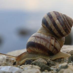 ����: ������.