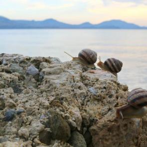 ����: �����������.