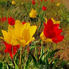 ���� ��������: 