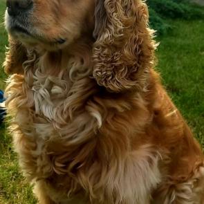 ���� ��������: ����