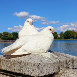 ����: ����