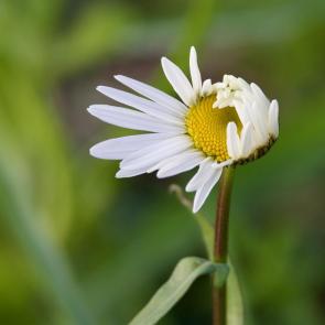 ���� ��������: �������