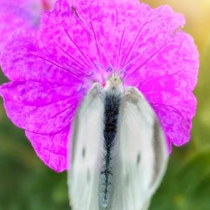 ���� ��������: 