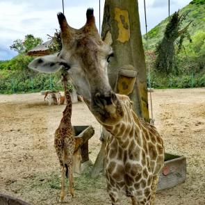 ����: ������