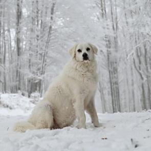 ����: ���������� ����� 