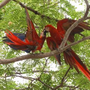 ����: �������  ������ ���