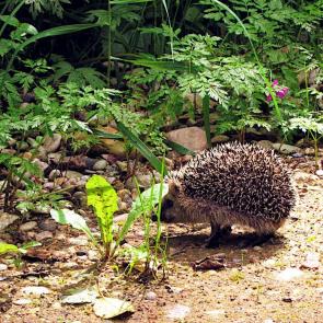 ���� ��������: � ��� �����?