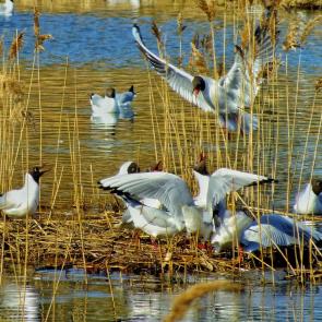 ���� ��������: ������� �����!