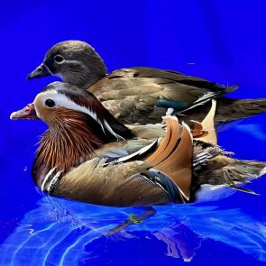 ����: ������� ������������ �������