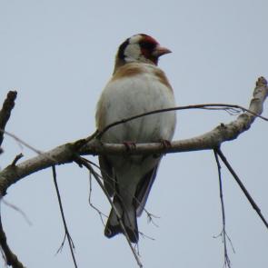 ����: �����