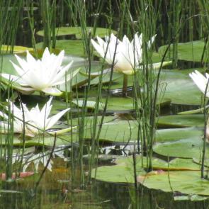 ����: ��������