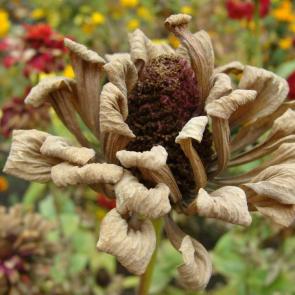 ���� ��������: ��������