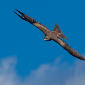 ����: ������