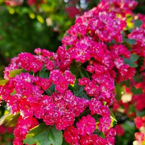 ���� ��������: 