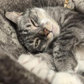 ����: ������� ����