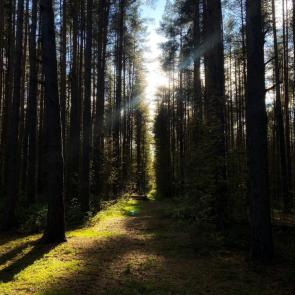 ����: �����