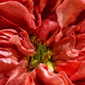 ����: �������