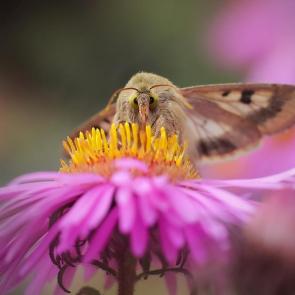 ���� ��������: ��� ���������. 