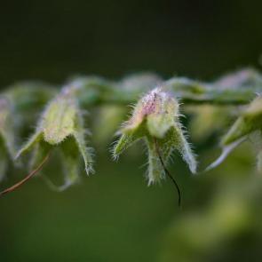 ���� ��������: �� �������. 