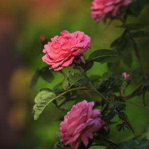 ���� ��������: ������� ����. 