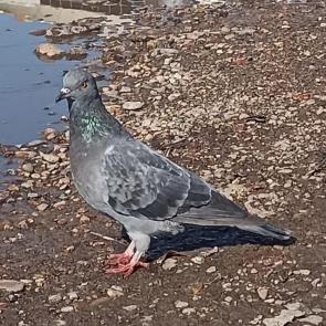 ����: ������