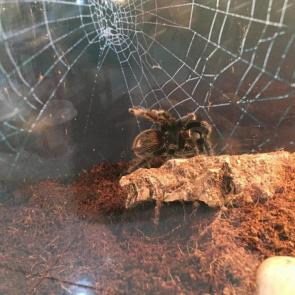 ����: ����