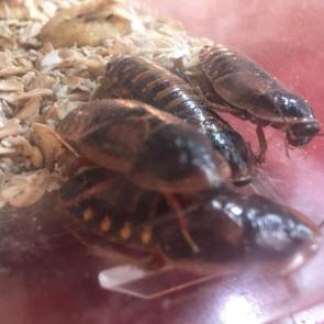 ����: ����������