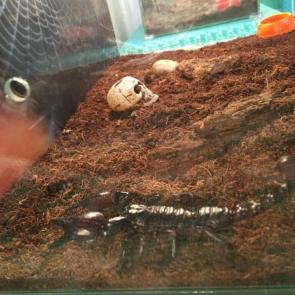 ����: �������