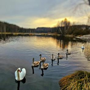 ����: ���������