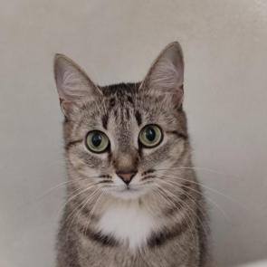 ���� ��������: ��� ������� ��������