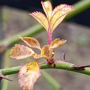 ����: ������� �����