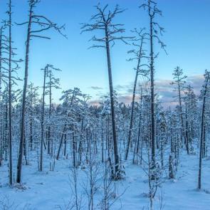 ����: ��������� ���