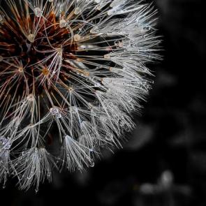 ���� ��������: ���� �� ��������