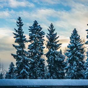 ����: ���������