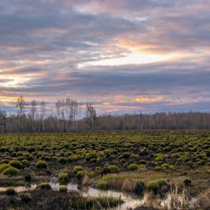 ����: ������ ���