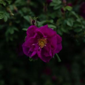 ���� ��������: ��������