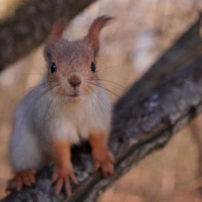 ����: ���. �� �������...