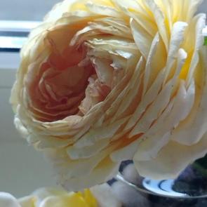 ���� ��������: ����������� ����