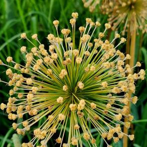 ���� ��������: 