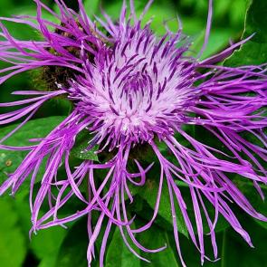 ���� ��������: 