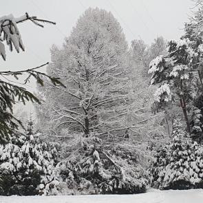 ���� ��������: 