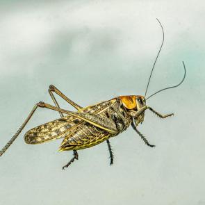 ����: ����� �� ������� ������