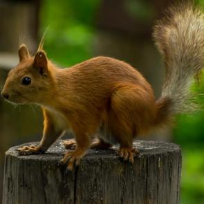 ���� ��������: ���������� �������